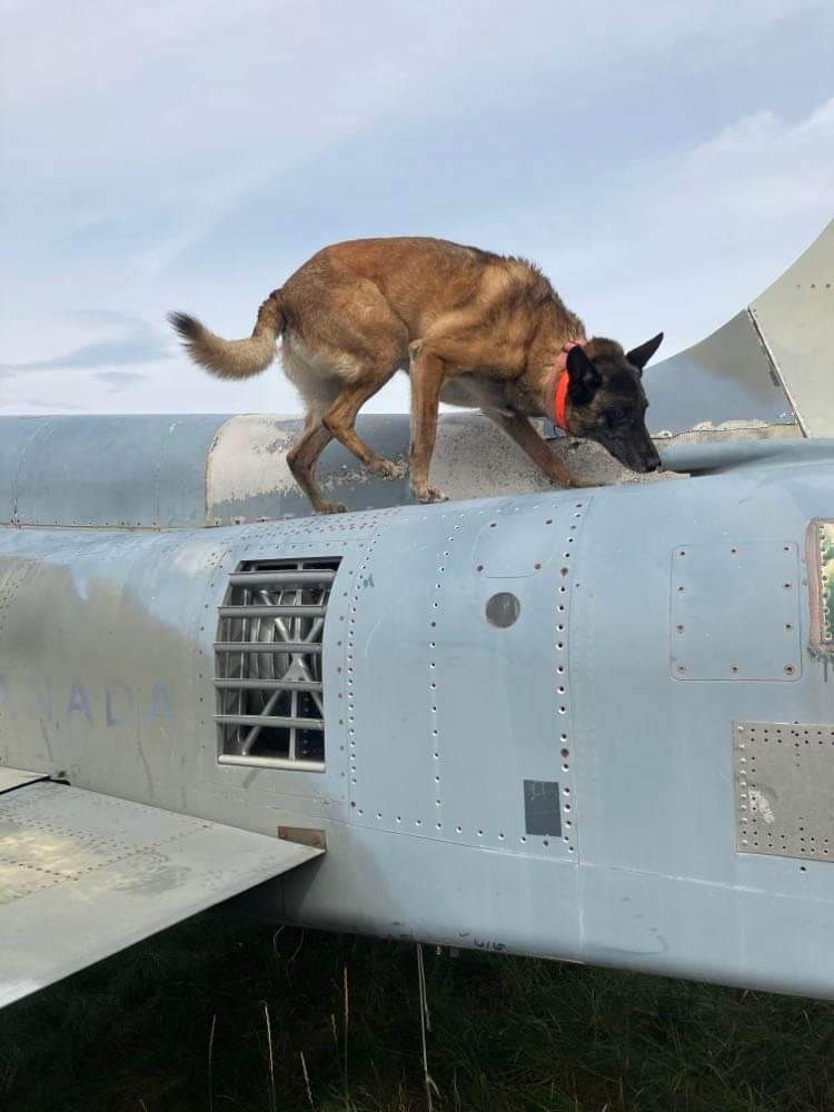 Zappa finding the hidden object in the aircraft vent