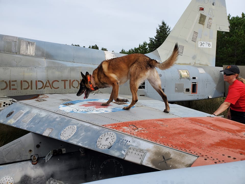 Zappa searching for a hidden object in the aircraft intake