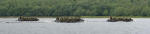 Members of 42 HCS and the Infantry travel across George Lake to conduct raids