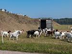 Goats invade 4 Wing Cold Lake! 